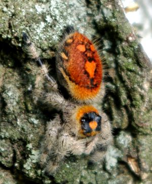 Phidippus regius adult female - preparing for egg sac