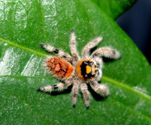 Phidippus regius juvenil samice