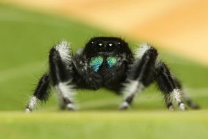 Phidippus regius samec (Photo by Vladimir Hula)