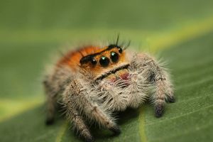 Phidippus regius Female (Photo by Vladimir Hula)