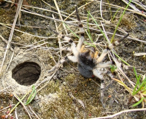 Lycosa singoriensis - Confirmed appearance of fauna in the Czech republic