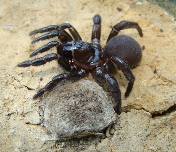 trapdoor-spiders-tipical-burrow.jpg