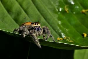 Phiddipus regius: the Jewel between Spider Predators